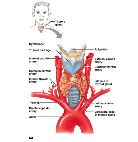 THYROID GLAND The thyroid hormones control your metabolism, which is the