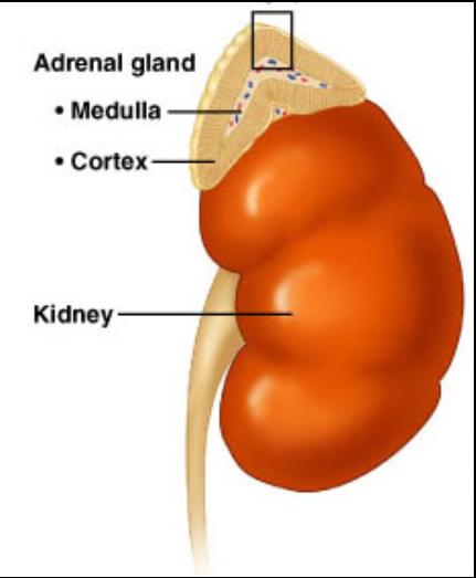 Adrenal Glands Located at the top of the kidneys Adrenal Cortex -