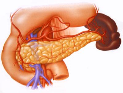 Glucagon stimulates the liver to break down glycogen, raises blood sugar concentration Insulin decreases blood sugar