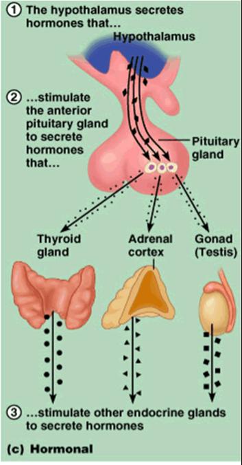 Hormone Control The pituitary is often called the master