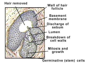 1) Sebaceous Glands! Sebum discharged mostly into hair follicles (lubrication & bactericidal)!