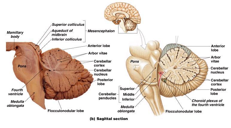 The Cerebellum Links to brainstem by cerebellar peduncles inferior cerebellar peduncle