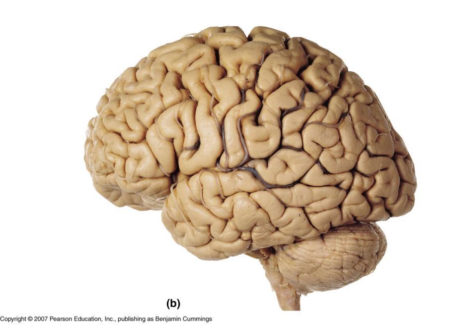Lobes of Cerebral Hemispheres Central sulcus Parietal