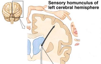 within frontal lobe Motor & Sensory
