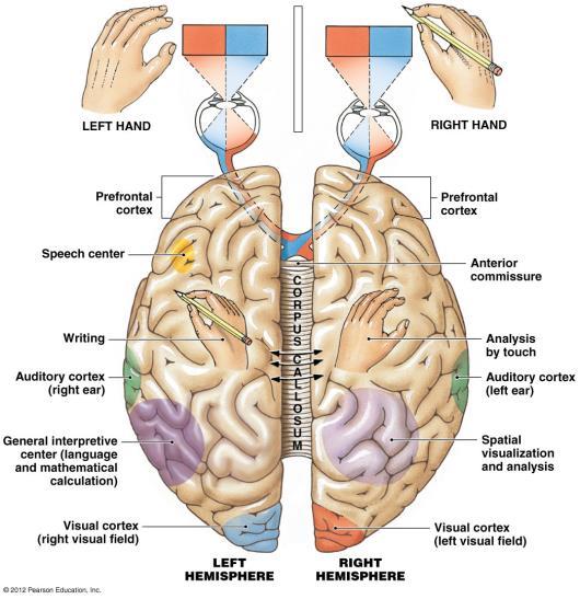) Hemispheric Specialization Higher order centers in brain not bilaterally symmetrical in regards to function: Left hemisphere more