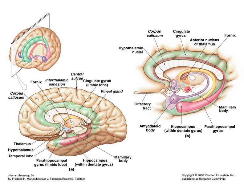 Functionally related areas in cerebrum, thalamus & hypothalamus involved in emotional states, drives & behaviors