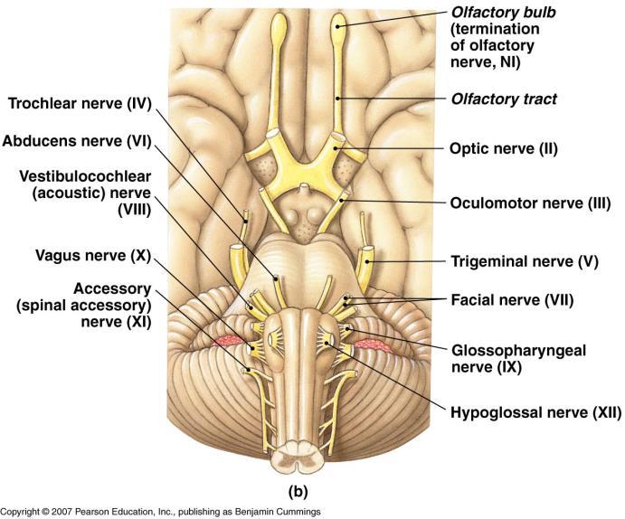 Amygdaloid body Cingulate gyrus Dentate gyrus Parahippocampal gyrus Hippocampus Fornix Mamillary bodies Limbic System