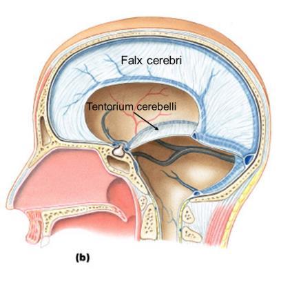 Dural folds Folds that create septa to subdivide cranial cavity and stabilize the brain.