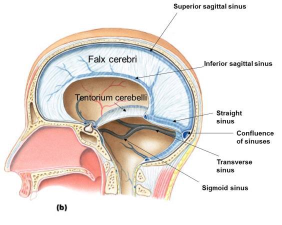 cerebelli between cerebellar hemispheres diaphragma sellae lines sella turcica Dural Sinuses Spaces between dural layers and dural folds functioning as