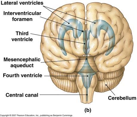 functions in protection of CNS, support, nutrient supply, waste removal Cerebrospinal Fluid (CSF): Circulation Lateral