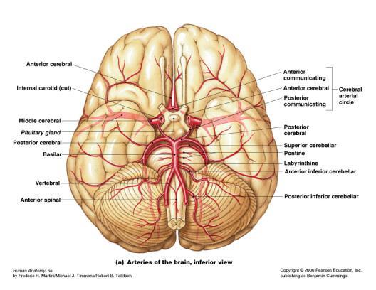 into cerebral veins Blood supply to Brain Brain requires large amounts of O2