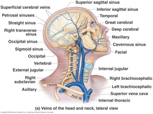 vertebral arteries) cerebral arterial circle (of Willis) Venous drainage