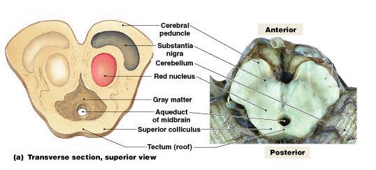 Brain Stem Medulla oblongata continuation of the SC above the foramen magnum contains the pyramidal decussation cranial nerve nuclei (XII-VIII (cochlear) cardiac, vasomotor, & respiratory reflex