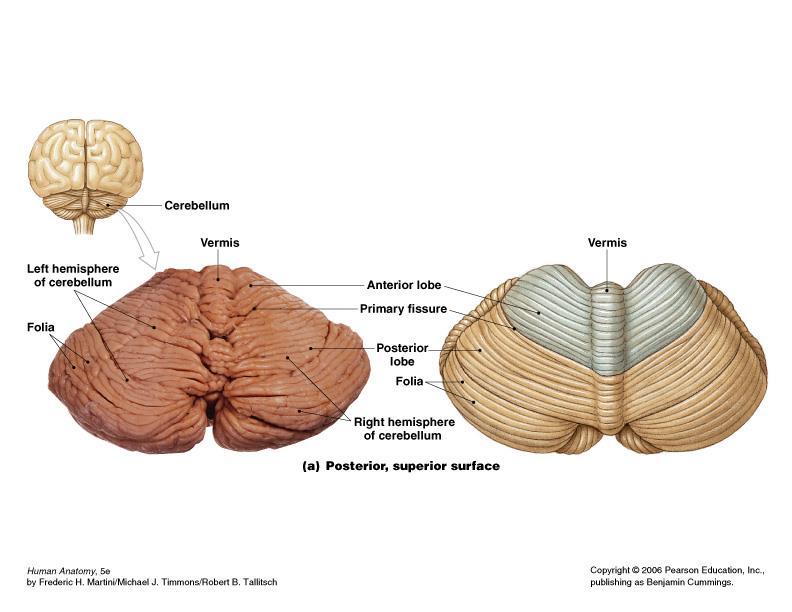Separated from cerebrum by transverse fissure Tentorium cerebelli