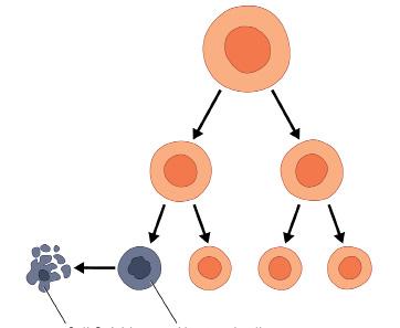 What is Cancer? Normal cells grow and divide in a controlled way.