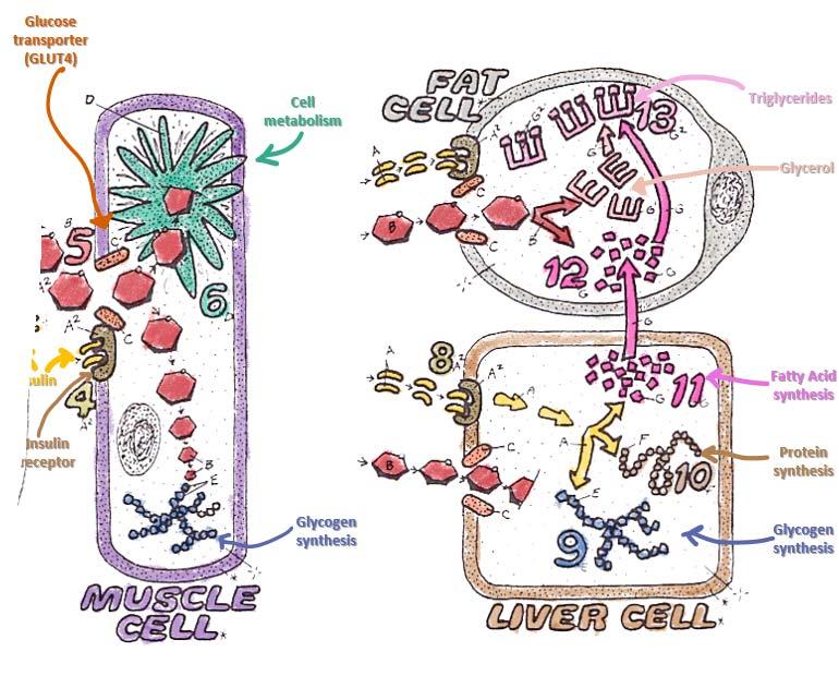 Insulin reduces circulating glucose by activating glucose transporters on cell membrane, enabling the uptake of glucose into most peripheral tissues where the glucose is used as a fuel or stored as