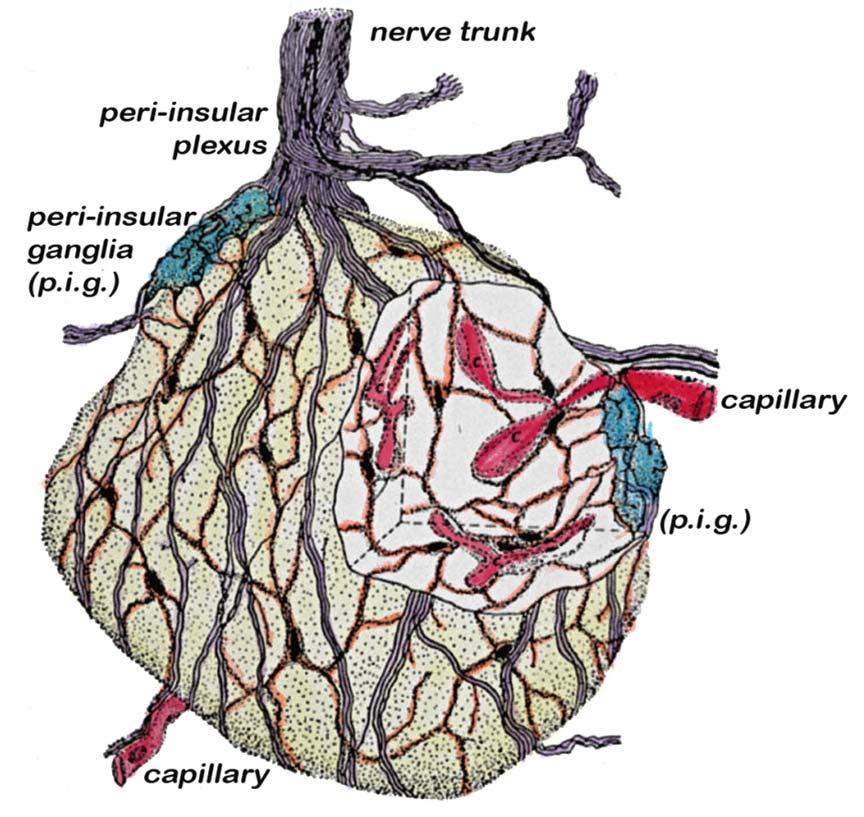 Innervation of islet of Langerhans From the large nerve trunk at one pole of the islet emerges the peri insular plexus, the peri insular ganglia (p.i.g.), and the neural terminal net in and around the islet.