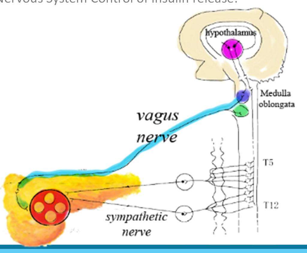 Autonomic Nervous System Control of insulin release: parasympathetic Lateral hypothalamus Ventromedial