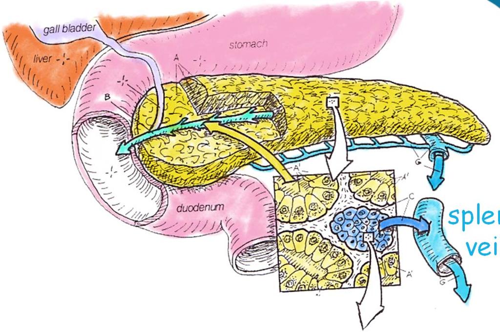 Pancreas basics α cells glucagon β cells insulin & amylin δ cells