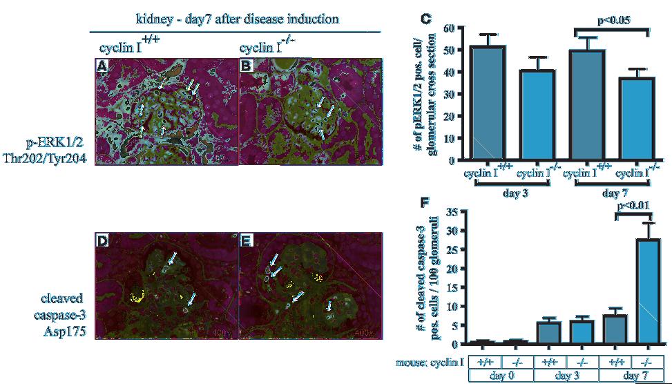 Figure 7 Decreased ERK1/2 activation and increased caspase-3 cleavage in cyclin I null mice with experimental glomerulonephritis.