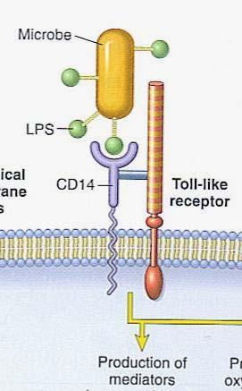 Toll-like receptors (TLR) Family of PPR s (pattern recognition receptors) TLR2: peptidoglycan Gram+ org s leukocyte TLR 4: LPS (endotoxin) Gram- org s edema vasc. permeab.