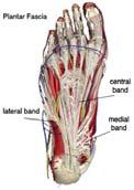 into 5 sections extending to each toe Functions to prevent eversion during heel rise Arises predominantly from the medial