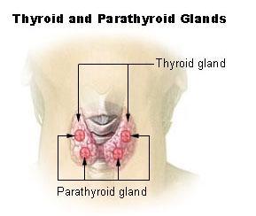 secretion of thyroid hormones.