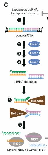 Animal sirna Dicer was first recognized for its role in generating small interfering RNAs (sirnas), and was later shown play a role in mirna maturation (the other end of mirna maturation shown in
