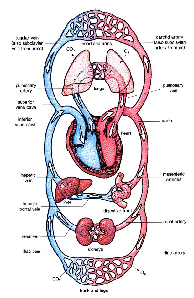 Key components of CV system Resistance circuit arterioles Distribution of organ flow