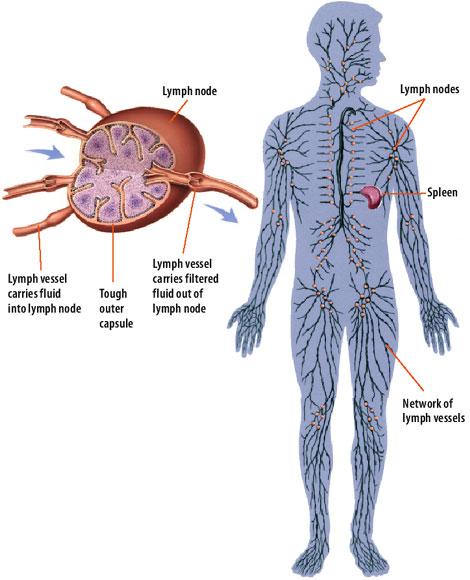 Surrounding every human cell is a fluid that the bloodstream constantly feeds with oxygen and nutrients.