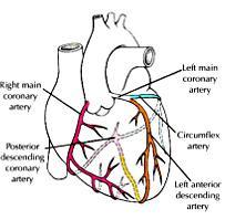 heart, flows from the aorta through B.