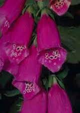 Flowers as reproduction organs The perianth in dicotyledonous flowers is differentiated into two parts (calyx and