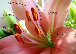 Adaptation of flowers for pollination It occurs by means of