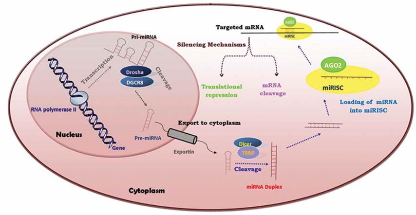 Khazaie and Nasr Esfahani Fig 1: Biogenesis of mirna: RNA polymerase II transcribes mirna gene to produce Pri-miRNA having a stem loop structure.