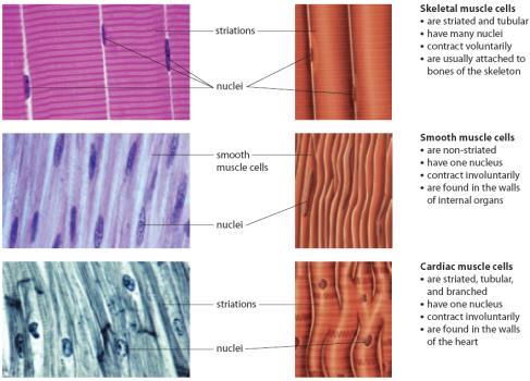 Types of Muscles Types of Muscles Cardiac Muscles: heart muscles: Found only in the heart Involuntary contraction and relaxation.