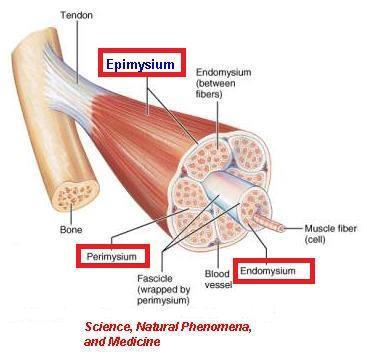 SKELETAL MUSCLE The whole muscle is covered by a connective tissue covering called the epimysium consist of