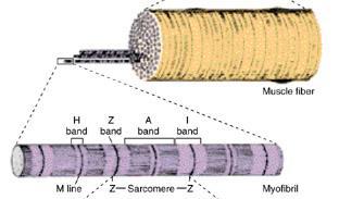 Myofibrils of Skeletal Muscles E.M. Picture of Myofibrils: Contractile threads (organelles), arranged longitudinally in the sarcoplasm.