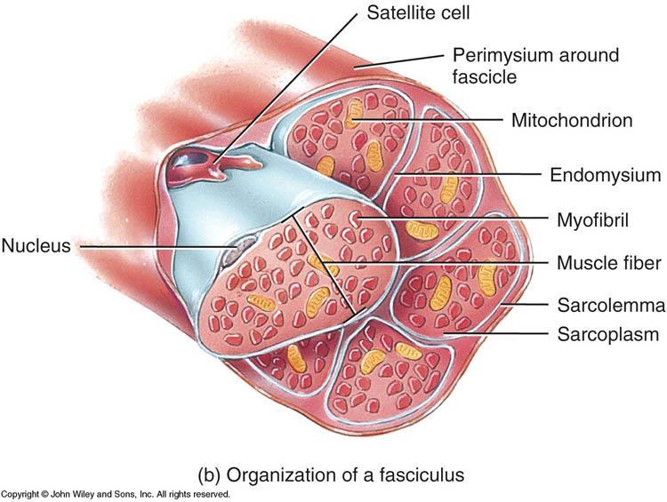 cells tissue organ MUSCLE FIBER OR MYOFIBER o Long, cylindrical & multinucleated o Sarcolemma: muscle cell membrane; form T tubules o Sarcoplasm: muscle cell cytoplasm; filled with