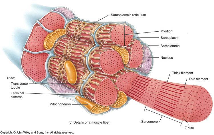 TRANSVERSE (T) TUBULES Structure: invaginations of the sarcolemma into the center of the cell; filled with extracellular fluid Function: to