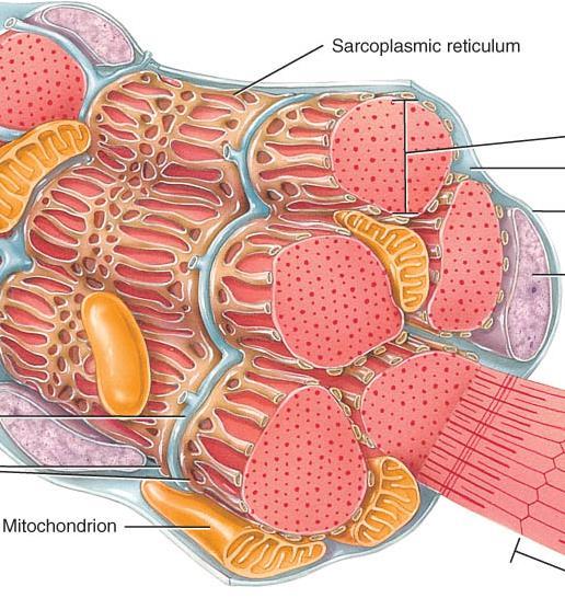 SARCOPLASMIC RETICULUM o Sarcoplasmic reticulum: AND MITOCHONDRIA Structure: system of tubular sacs similar to smooth ER in nonmuscle cells Function: storage of Ca+2 in relaxed muscle (release
