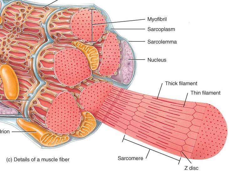 MYOFIBRILS & SARCOMERE o Myofibrils: separated by sarcoplasmic reticulum within a sarcolemma; contain the functional units of muscle sarcomere o