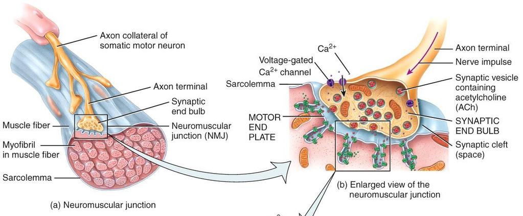 NEUROMUSCULAR JUNCTION (NMJ) NMJ is a region between the end of axon and the surface of a muscle fiber that is
