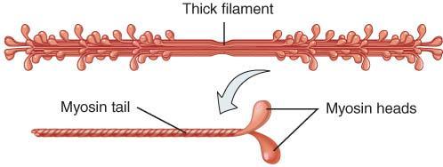 THICK FILAMENTS o Thick filaments are composed of myosin each molecule resembles two golf clubs twisted together myosin heads (cross