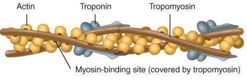 THIN FILAMENTS o Thin filaments are made of actin, troponin, & tropomyosin o The myosin-binding site on each actin molecule is covered