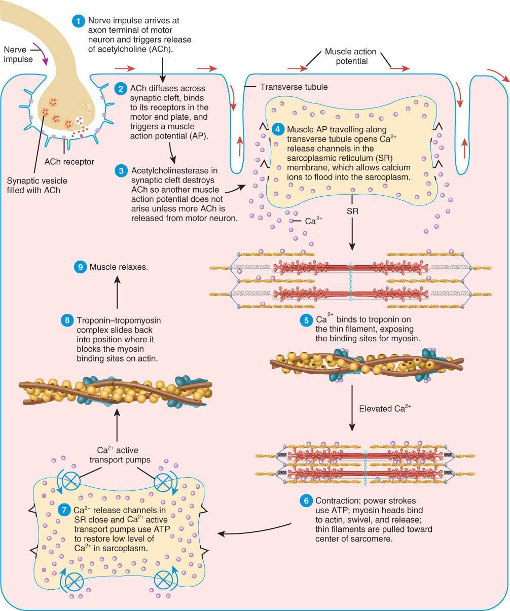 MUSCLE CONTRACTION OVERVIEW Basic steps: 1. Release of ACh in response to AP 2. Initiation of muscle AP results in release of Ca+2 from SR 3. Ca+2 interacts with troponin on thin filament.
