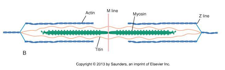 resistance to stretch in resting muscle normal muscle tone is provided by titin and weak myosin-actin bonds
