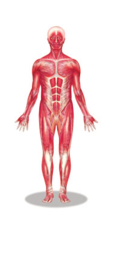 Figure 2.1 Muscle tissue moves matter in the body. MAIN IDEA 10a, 10c Humans have three types of muscle.