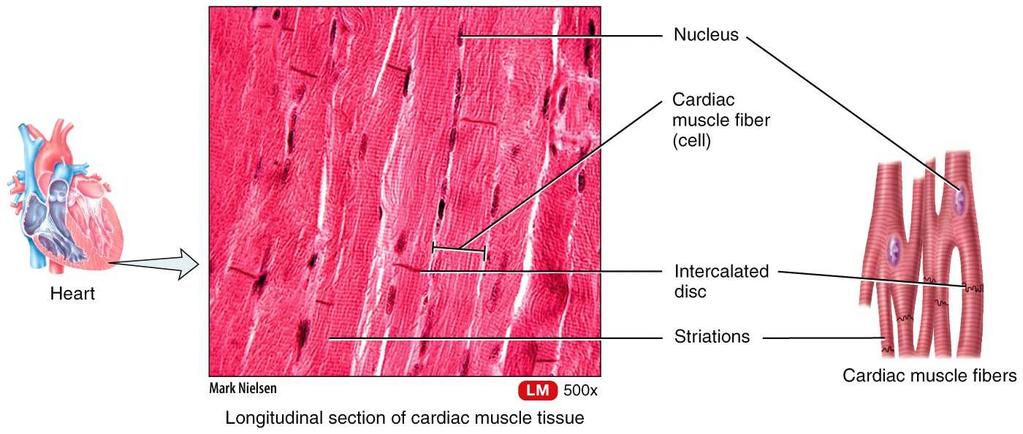 Exercise and Skeletal Muscle Tissue Stretching Strength Training Cardiac Muscle Cardiac