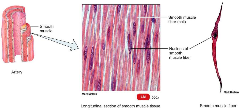 Smooth Muscle Smooth muscle contractions start more slowly and last longer than skeletal