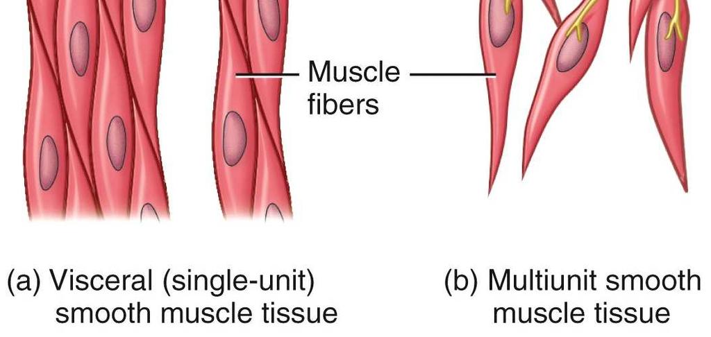 Muscle Tissue Mature